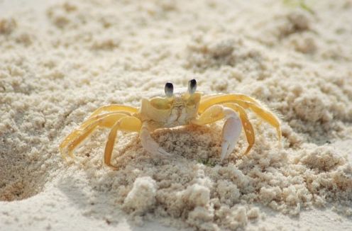 krab v piesku na pláži