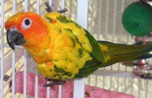 Farebný papagáj lori
