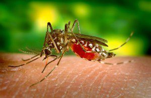 Komár a uštipnutie hmyzom
