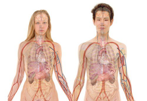 ľudské telo a zoznam orgánov