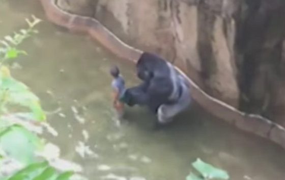 Gorila a chlapec