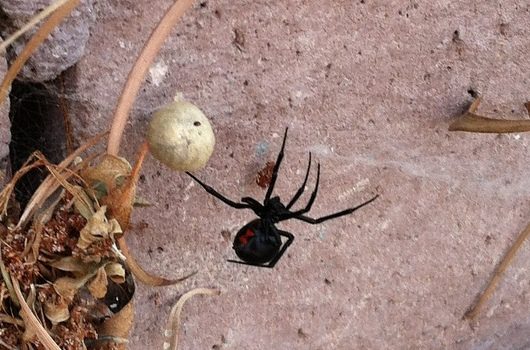 latrodectus cierna vdova pavúk