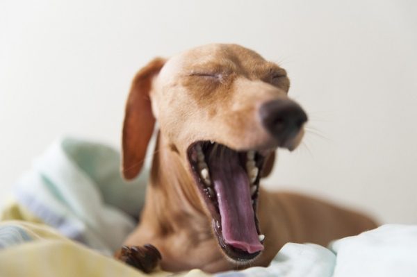 Zívajúci pes