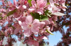 Apríl a kvitnutie ovocných stromov