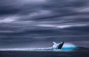 Nebezpečná hra Modrá veľryba