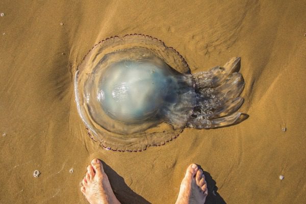 Medúza vo vode aj na pláži a prvá pomoc