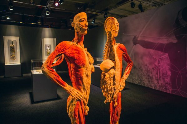 Výstava ľudské telo, BODY THE EXHIBITION