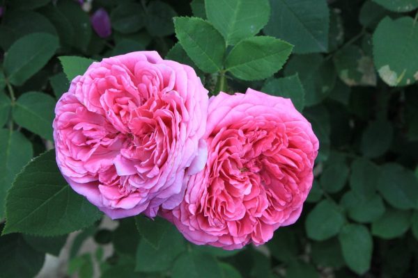 Rosa damascena ruža damascénska, z týchto ruží je olej