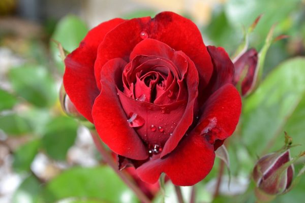 Ruža červená, kvet