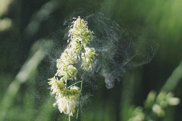Alergia a alergén: peľ z rastliny a kvetu