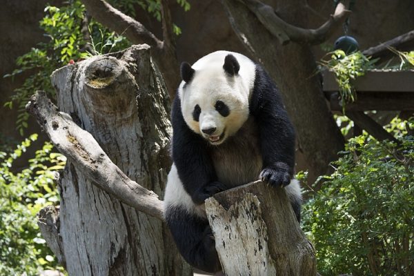 Panda Veľká, Panda Giant, zaujímavosti