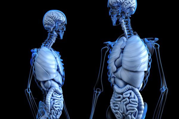 ľudské telo, kostra a orgány