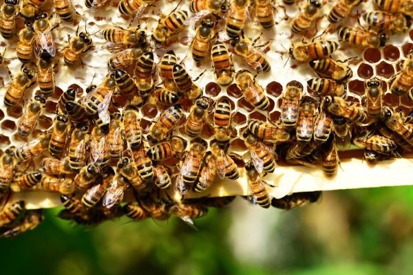 Včely plásty a ich propolis