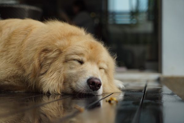 Pes, unavený, otrávený č lánok o trávení psov