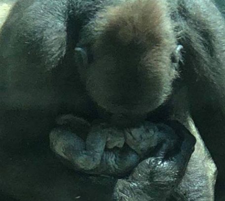 Gorila MOKA, Pittsburgh zoo