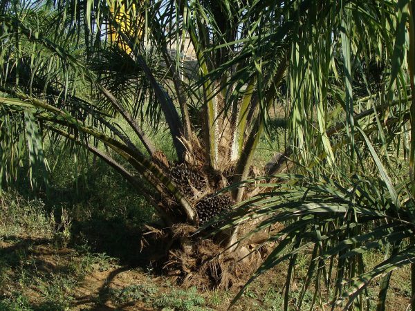 Palmový olej, alebo palmový tuk