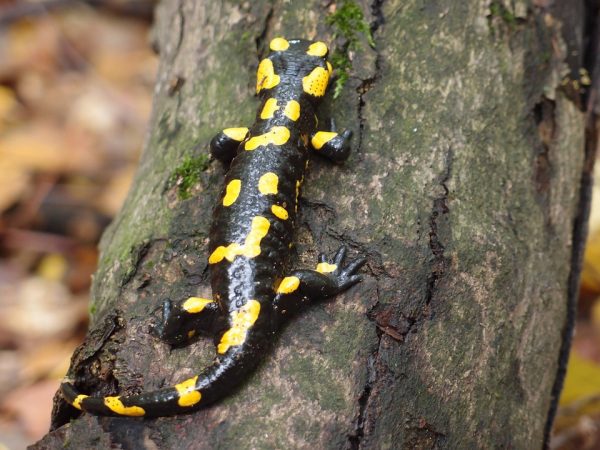 Salamandra škvrnitá, zaujímavosti z prírody