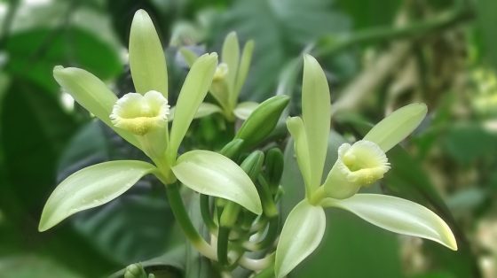 Vanilková orchidea
