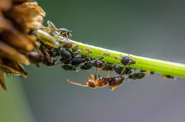 kyselina mravčia