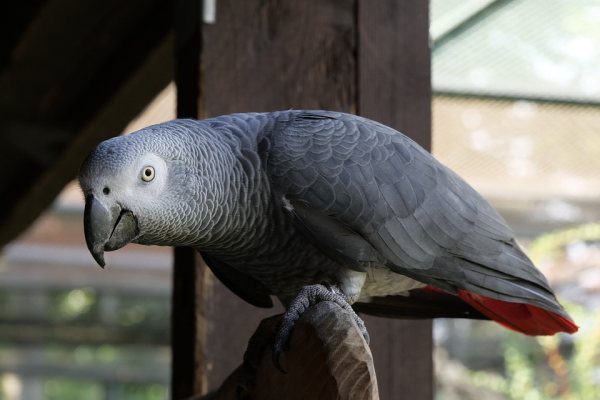 Sivý papagáj africký, žako
