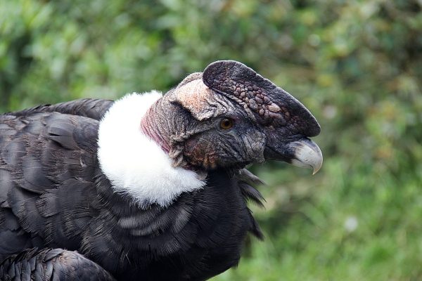 holohlavé vtáky kondor