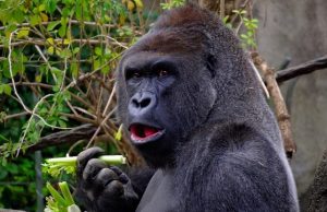 Gorila sa kŕmi, potrava