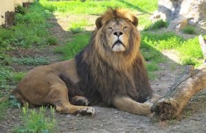 Zoo bojnice, lev berberský (panthera leo leo)