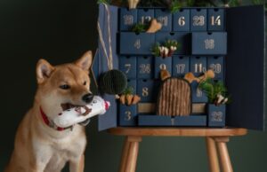 pes a adventný kalendár