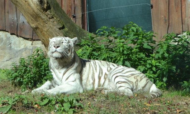 Achilles, biely tiger bratislavská ZOO