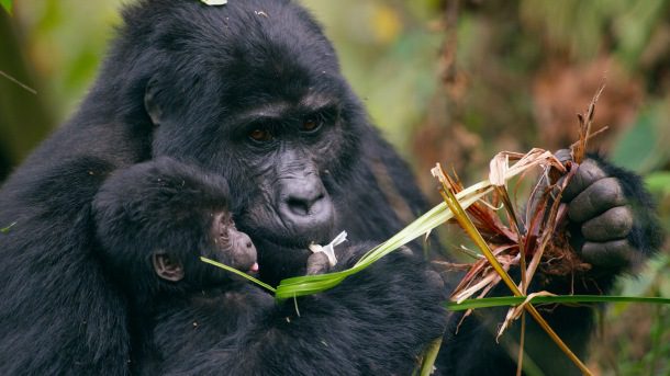 Gorila a svet mláďat
