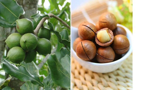 makadamový orech makadamové orechy a spracovanie