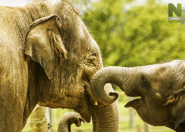 Nemocnica pre slony, Thajsko, dokument VIasat Nature