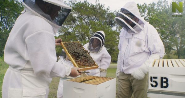 včely a včelárstvo, dokument na viasat nature