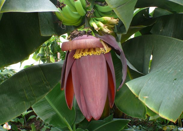Kvet banánovníka