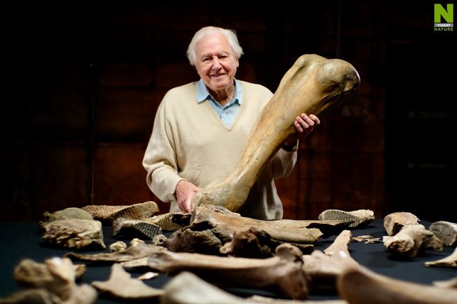 David Attenborough a doba ľadová