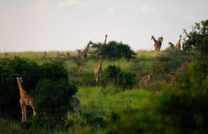 Tanzánia žirafa