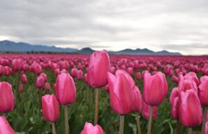 Tulipány ružové, rastúce