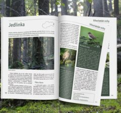 Stromy a pralesy Slovenska knižné dvojica projekt