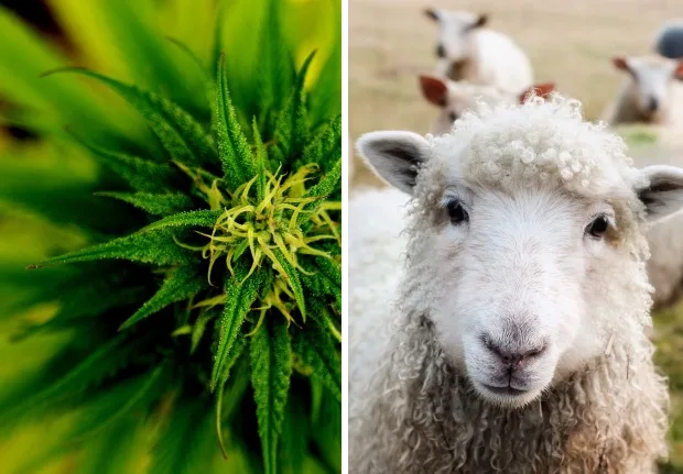 ovce marihuana bizarné