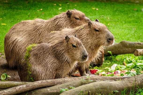 kapibara. hlodavec južnej Ameriky