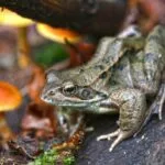 Hibernácia: čo to je, ako funguje a ktoré zvieratá ju ovládajú?