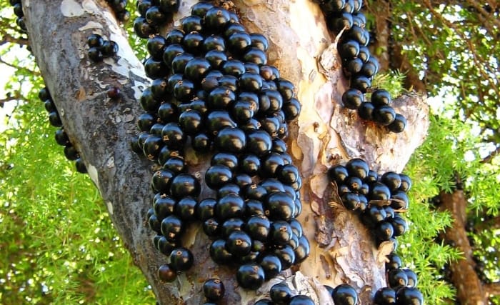 Jabuticaba, foto: pixabay
