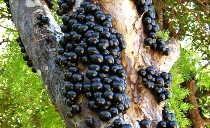 Jabuticaba, foto: pixabay