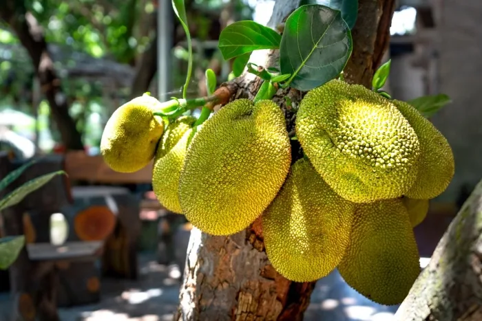 Cempedak, foto: pexels